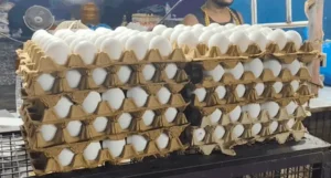 Egg price jumps to Rs 9 in Odisha amid short supply – Dinalipi News
